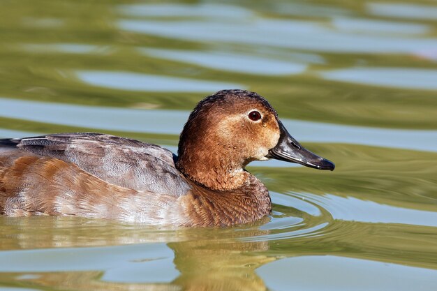 Pato em um lago