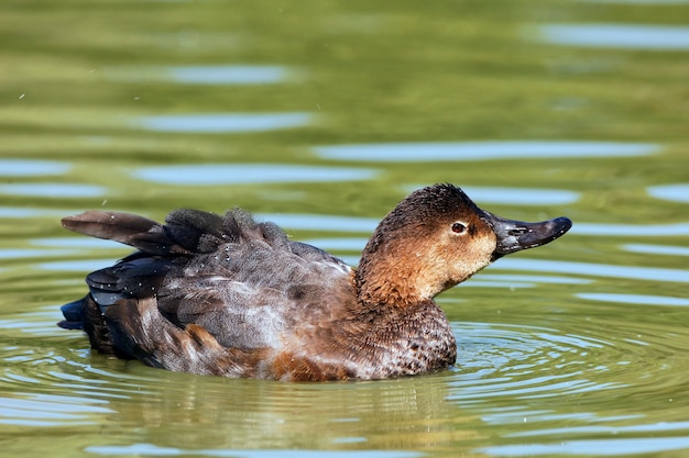 Foto grátis pato marrom em um lago