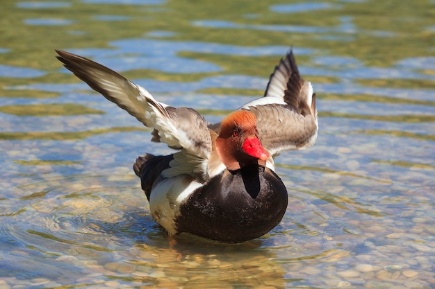 Pato no lago mexendo nas asas