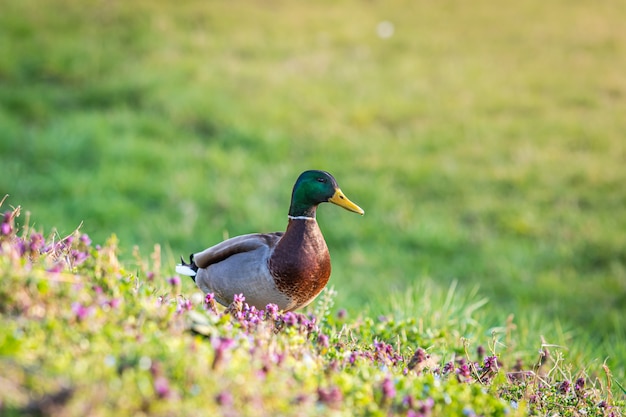 Pato-real cercado por flores e vegetação em um campo sob a luz do sol