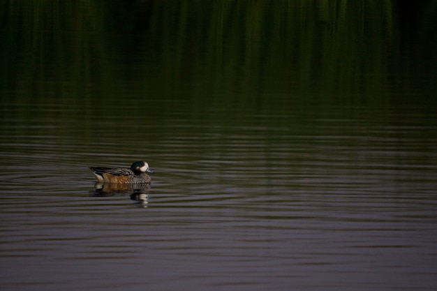 Foto grátis pato saindo no lago verde