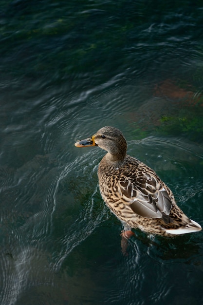 Pato selvagem flutuando na água