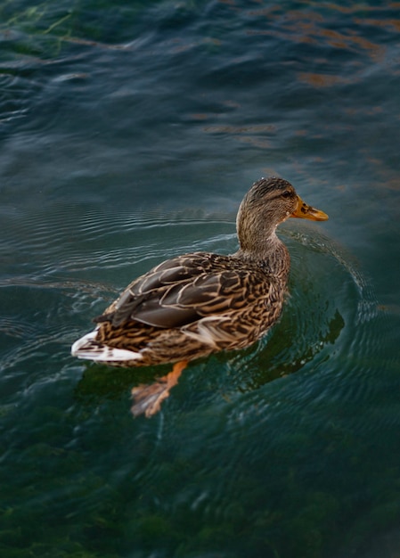 Pato selvagem flutuando na água