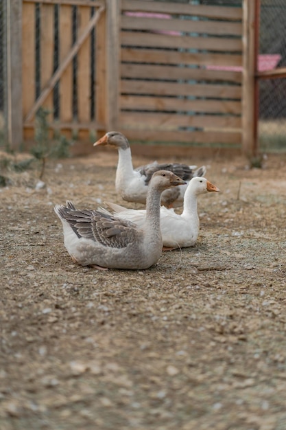 patos e gansos no zoológico em casa