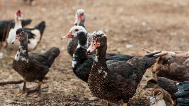 Patos em pé no pátio