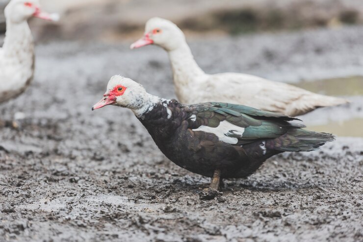 Foto grátis patos em pé