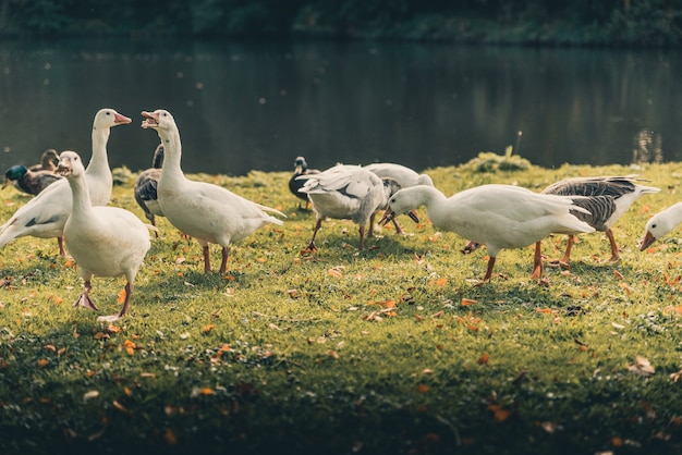 Foto grátis patos incríveis ao redor de um lago