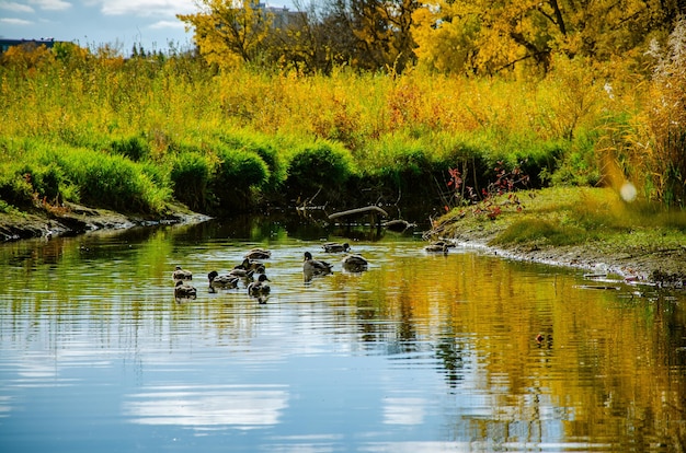 Patos nadando em um lago em um belo campo em um dia ensolarado