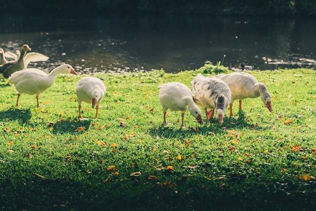 Patos no campo coberto de vegetação cercado por um lago sob o sol