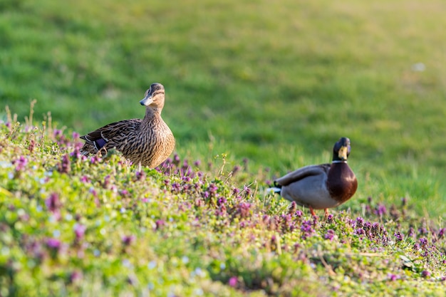 Patos selvagens cercados por vegetação em um campo sob a luz do sol