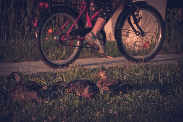 Foto grátis patos sentados na grama e uma pessoa andando de bicicleta