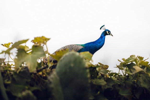 Pavão azul e preto