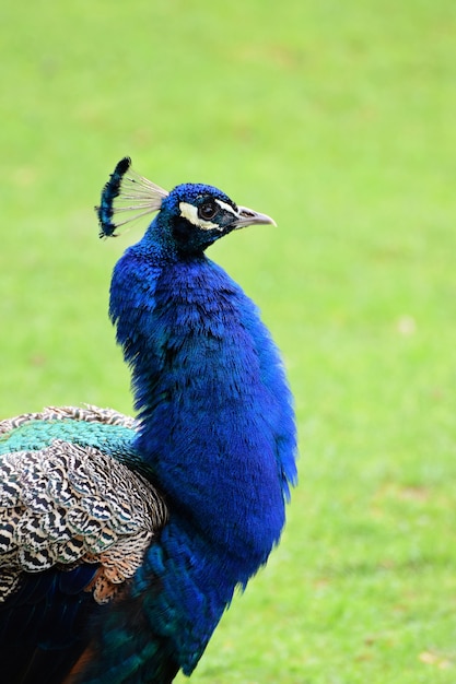 &quot;Pavão colorido lá fora&quot;