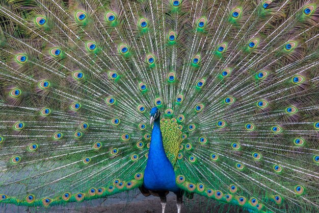 Pavão com penas multicoloridas