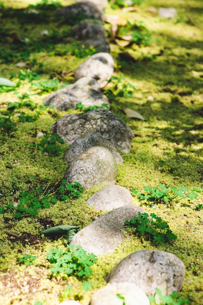 Pedras com musgo na floresta