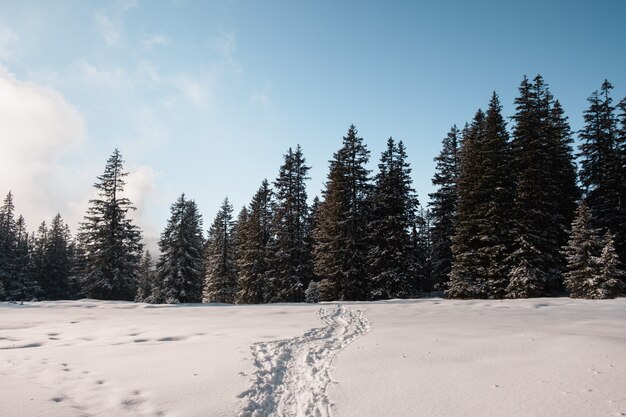 Pegadas na neve levando à floresta de abetos no inverno