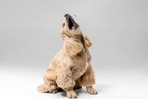 Pegue isso. Filhote de cachorro spaniel americano em movimento. Cachorrinho fofo preparado bonito ou animal de estimação está jogando isolado no fundo cinza. Foto de estúdio. Espaço negativo para inserir seu texto ou imagem.