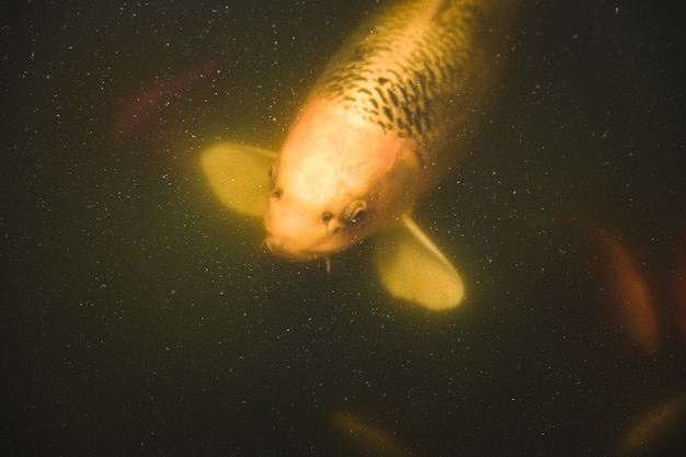 Foto grátis peixe amarelo e branco na água