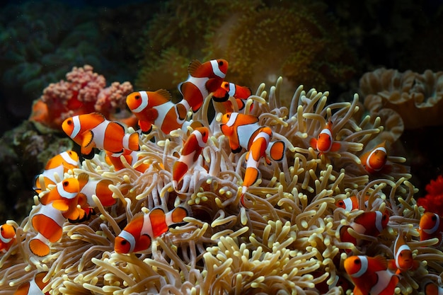 Peixe-anêmona bonito brincando no recife de coral lindo peixe-palhaço de cor em recifes de coral