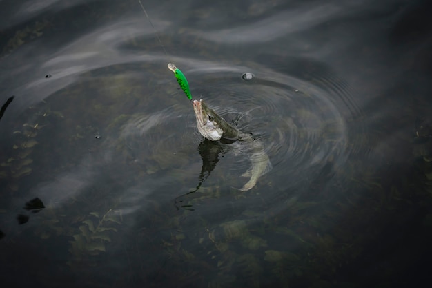 Peixe apareceu na superfície da água presa no anzol