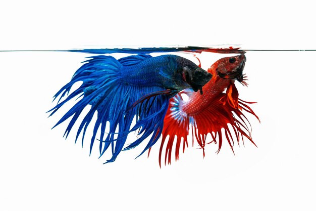 Peixe betta azul e vermelho, peixes lutadores isolados no fundo branco