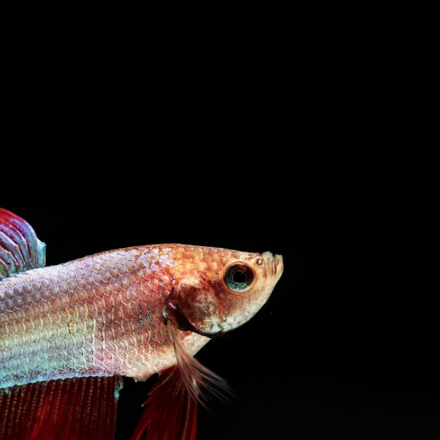 Foto grátis peixe betta close-up em um canto, olhando para cima