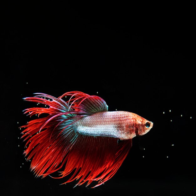 peixe betta "meia-lua" com lindo vestido vermelho