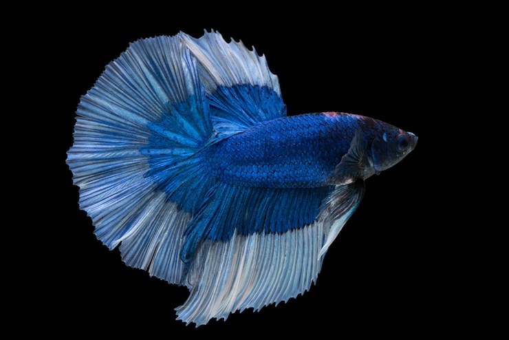 Foto grátis peixe betta meia lua