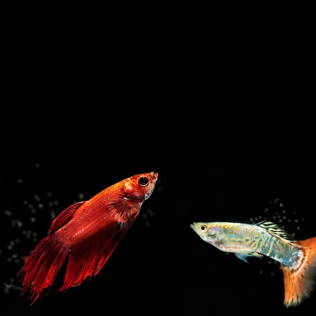 Foto grátis peixe betta pequeno com espaço de cópia