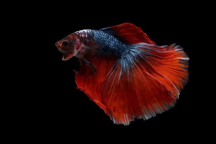 Foto grátis peixe betta