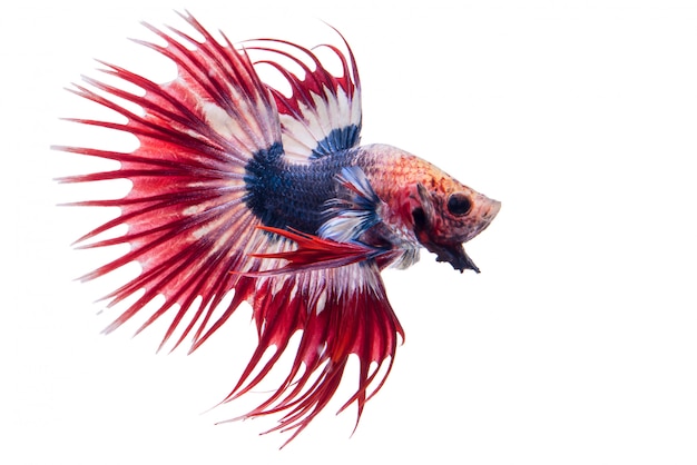 Peixe Betta