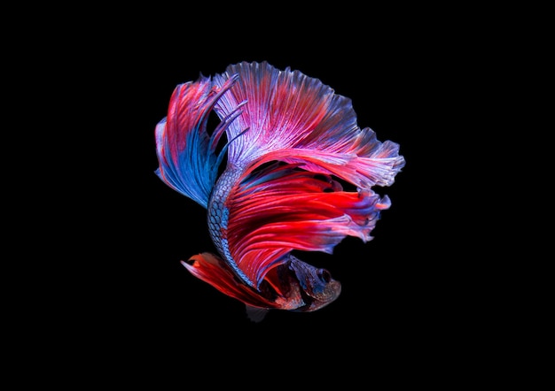 Peixe Betta