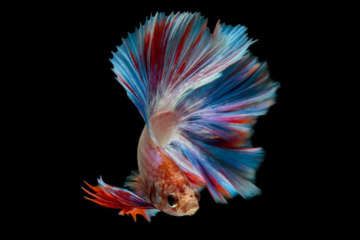 Foto grátis peixe betta