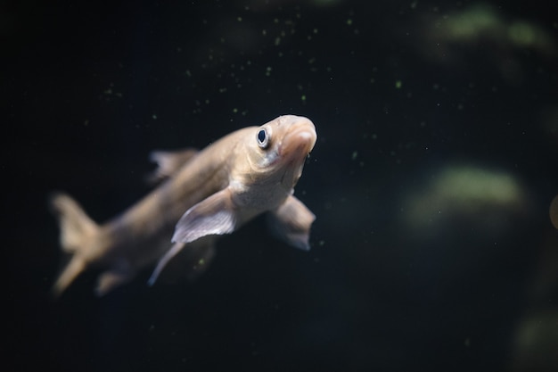 Peixe branco e cinza