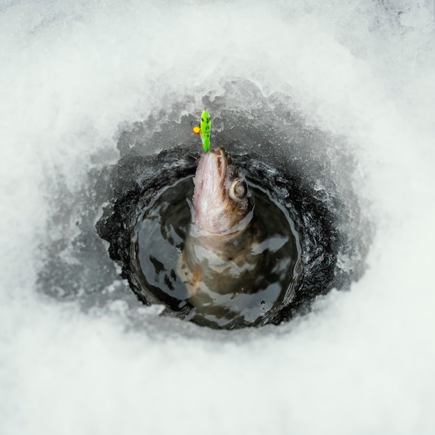 Peixe congelado com neve ao redor