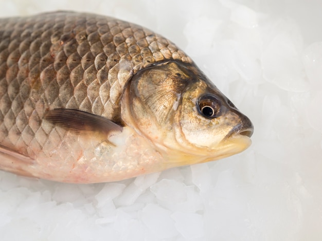 Foto grátis peixe fresco close-up em cubos de gelo