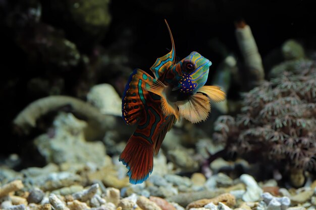 Peixe mandarim de cor bonita, peixe mandarim colorido, peixe mandarim, closeup