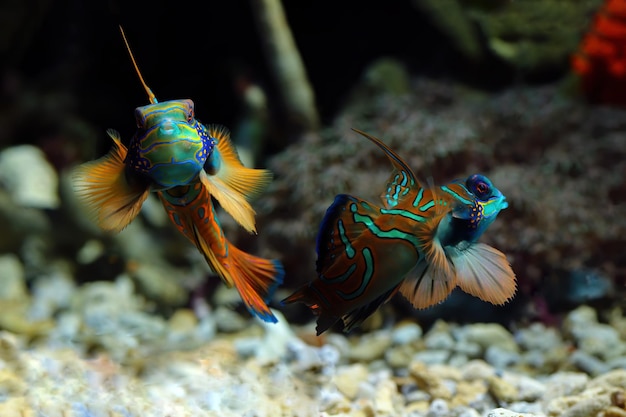 Peixe mandarim de cor bonita, peixe mandarim colorido, peixe mandarim, closeup