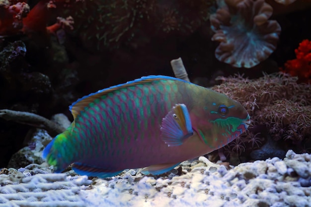 Peixe-papagaio azul ou peixe-papagaio-corcunda verde closeup da vista lateral