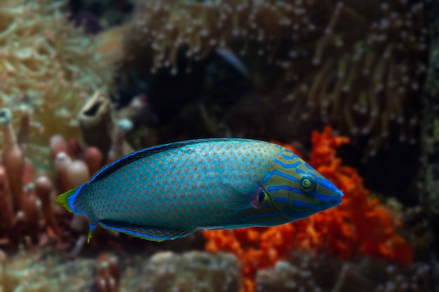 Peixe papagaio bonito no fundo do mar e nos recifes de coral