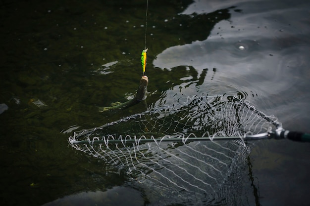Peixe preso a um anzol preso em rede de pesca