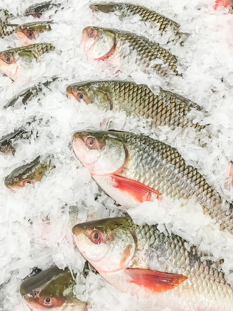 Foto grátis peixe rohu fresco