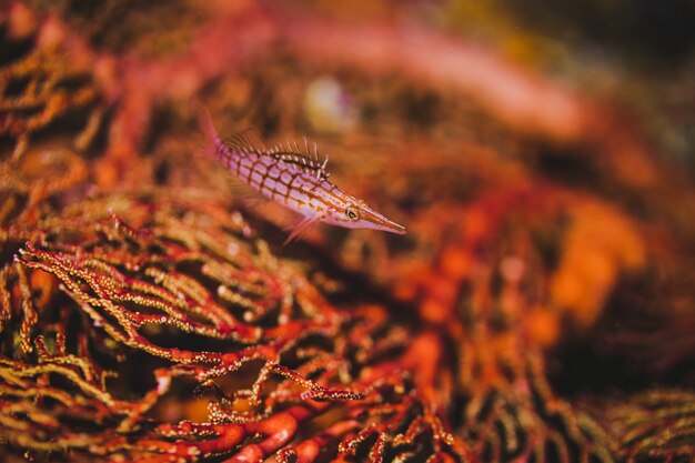 Peixes cor de rosa engraçados