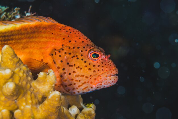 Peixes exóticos nadando em água doce.