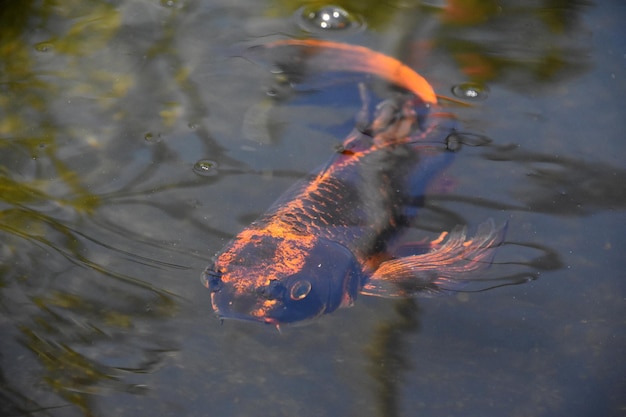 Peixes koi laranja e preto nadando debaixo d'água em uma lagoa zen