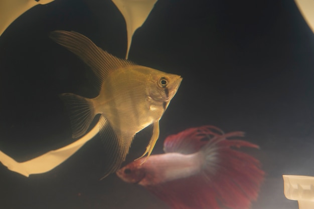 Foto grátis peixes nadando em um tanque sujo