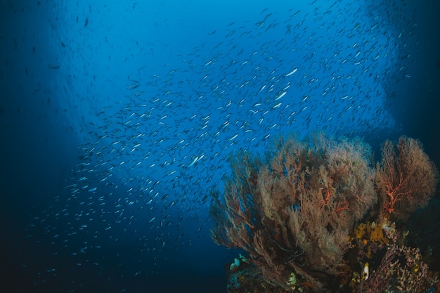 Peixes tropicais e recife de corais na luz solar