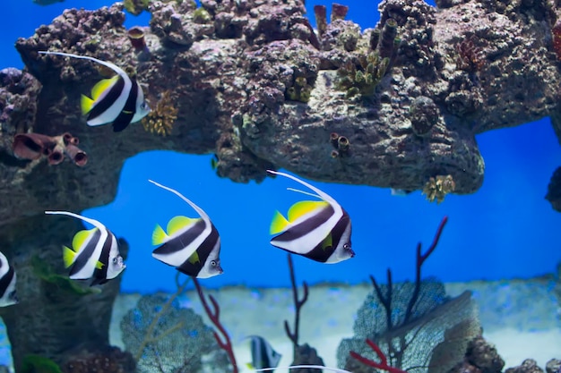 Peixes tropicais exóticos no fundo de corais e recifesum bando de esfregaço de aquário listrado