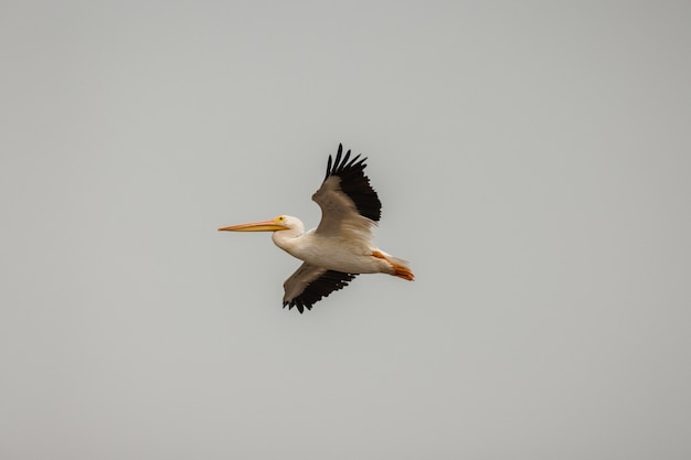 Pelicano branco e preto no céu