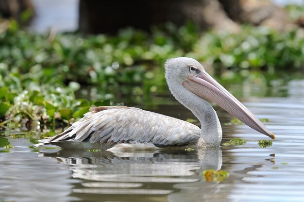 Pelicano branco refletindo na água